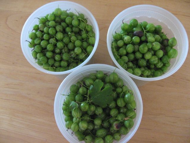 gooseberries
